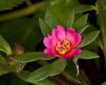 Paraguayan purslane